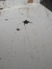 Emballonuridae