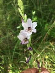 Gladiolus densiflorus