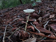 Leucocoprinus fragilissimus image