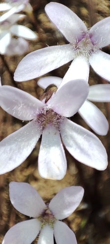 Pinguicula parvifolia