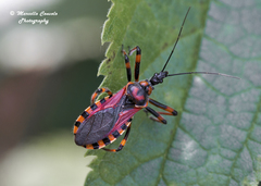 Rhynocoris rubricus