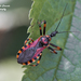 Rhynocoris rubricus - Photo (c) Marcello Consolo, some rights reserved (CC BY-NC-SA)
