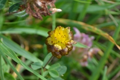 Trifolium badium