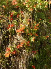 Psammisia ecuadorensis