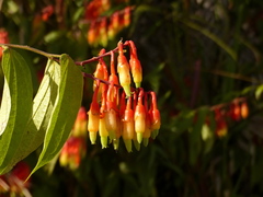 Psammisia ecuadorensis