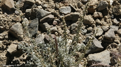 Artemisia rothrockii