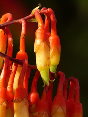 Psammisia ecuadorensis