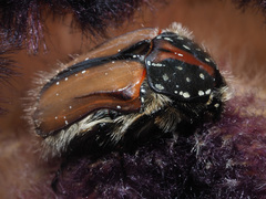 Trichostetha capensis hottentotta