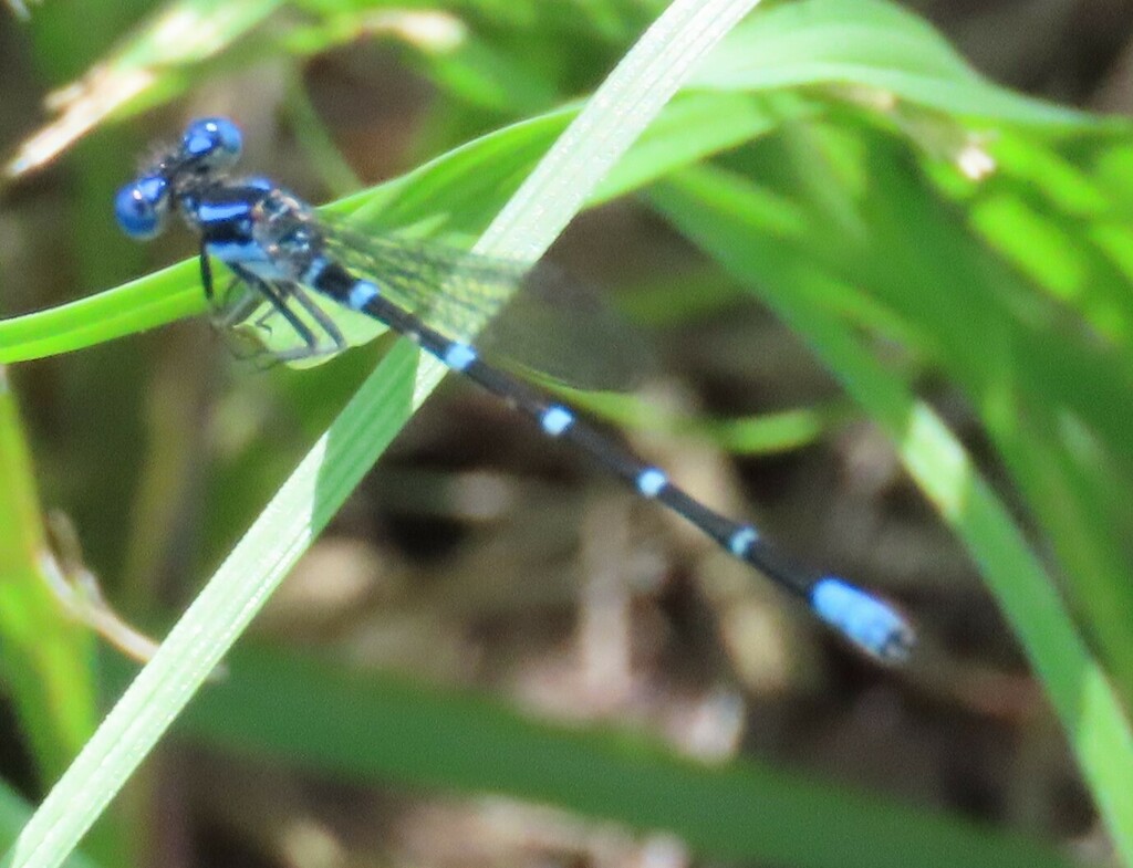 Blue-ringed Dancer from Harris County, TX, USA on July 11, 2023 at 09: ...
