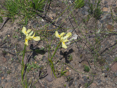 Moraea angusta