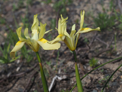 Moraea angusta