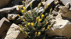 Ericameria discoidea discoidea