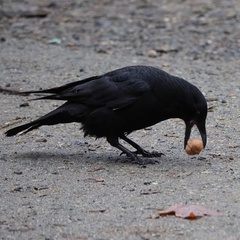 Corvus corone