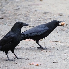 Corvus corone