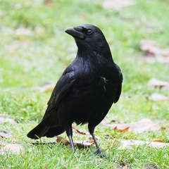 Corvus corone