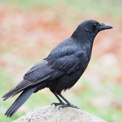 Corvus corone