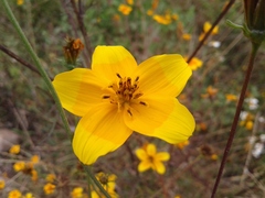 Bidens serrulata