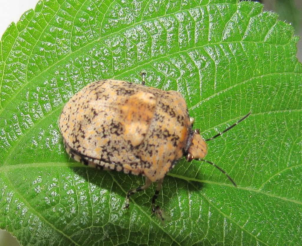Tetyra pinguis