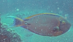 Acanthurus bariene