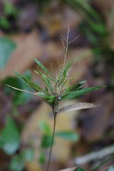 Dichanthelium scabriusculum