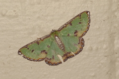 Eucyclodes buprestaria