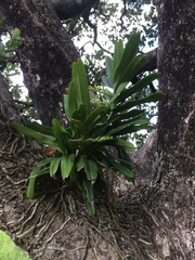 Cyrtorchis