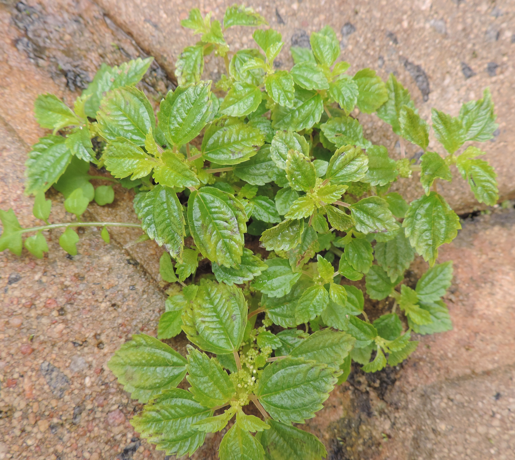 Imagem de Pilea hyalina