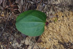 Carphephorus odoratissimus