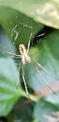 Leucauge argyra
