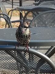 Sturnus vulgaris