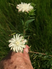 Lasiosiphon calocephalus