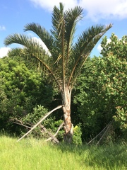 Raphia australis