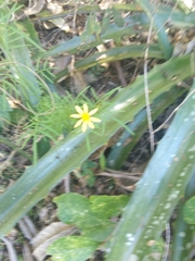 Adenophyllum anomalum