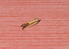 Eucosma radiatana