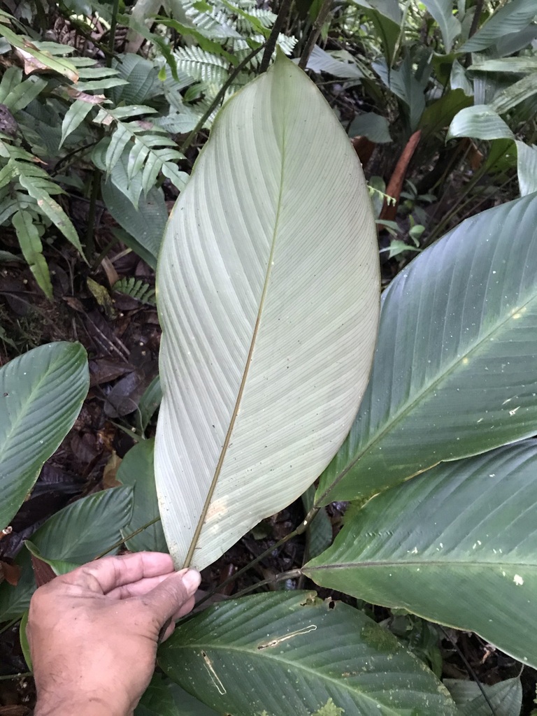 Sanblasia dressleri