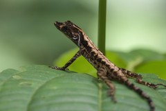 Anolis granuliceps