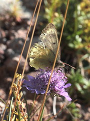 Colias phicomone