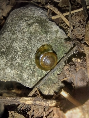 bliktra (Oxychilus)