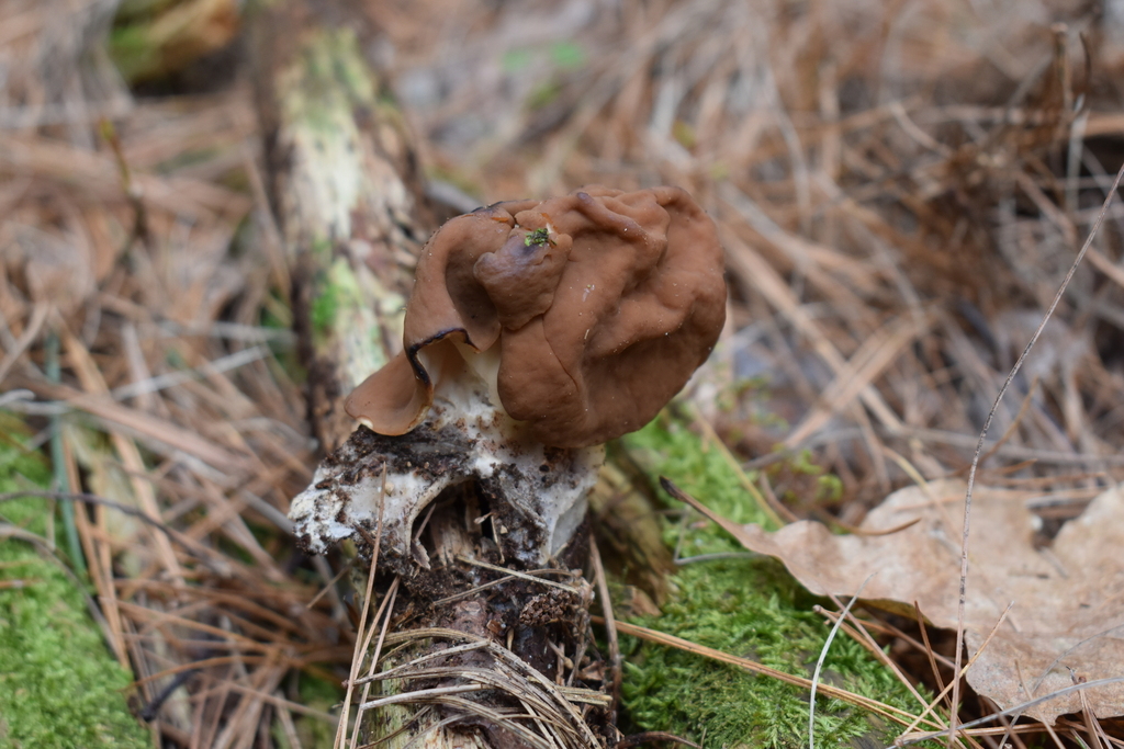 Maublancomyces americanigigas