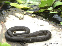 Thamnophis melanogaster canescens