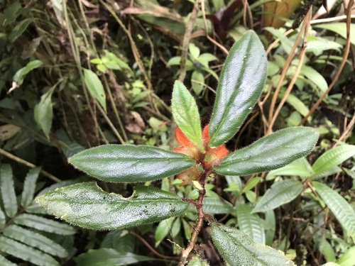 Columnea pulchra