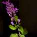 Salvia Púrpura - Photo (c) Oscar Marín, algunos derechos reservados (CC BY-SA), subido por Oscar Marín