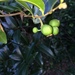 Small Cluster Pear - Photo (c) Ricky Taylor, some rights reserved (CC BY-NC), uploaded by Ricky Taylor