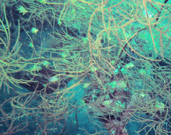 Amblyglyphidodon aureus