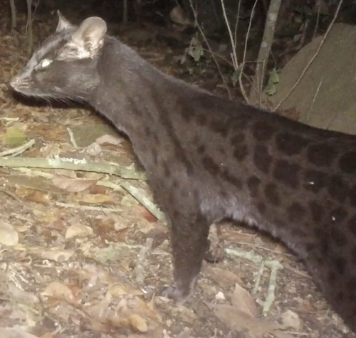 Rusty-spotted Genet, photo 7 of 7