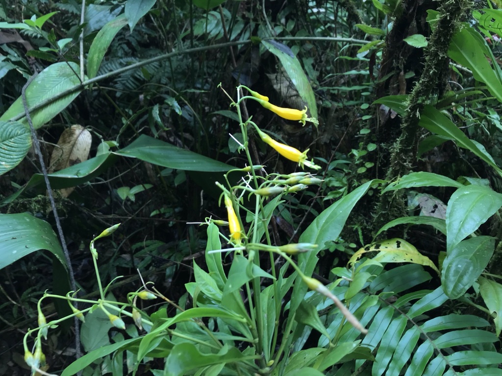 Lisianthius habuensis