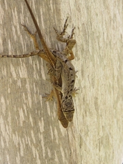 Anolis mariarum
