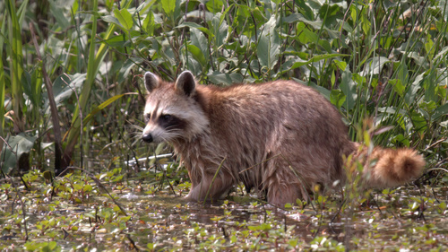 Common Raccoon photographed in Missouri