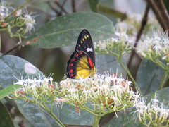 Delias eumolpe