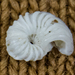 Spirorbinae - Photo (c) BJ Stacey, algunos derechos reservados (CC BY-NC), subido por BJ Stacey